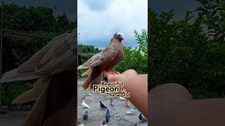 Beautiful pigeon in the world 🌎 🤗 #pigeon #kabutar #beautiful #shorts