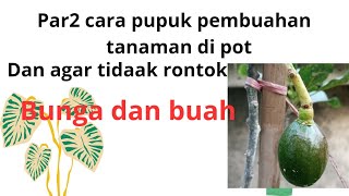 part2 cara membuahkan tanaman dan alpukat dipot