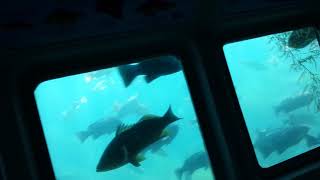 29-01-2016 Submarine tour Catalina Island