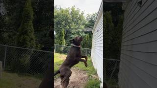 Mango LOVES playing with his frisbee.  #chocolatelab #labrador #dog #dogshorts  #dogs #doglover