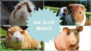 Jak slyší morče 🐹