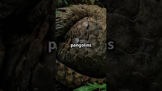 Facts About the Pangolin!