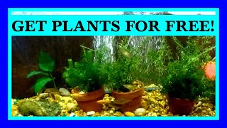 Episode 11 - Save Money with a Plant Pond!