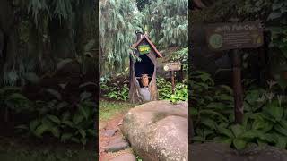 Sssttttt!!!! BURUNG HANTUnya lagi bobok🤫🦉 #shortvideo #owl #viralshorts #videoviral