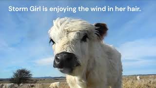 Blowing in the Wind - Storm Girl