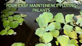 Easy maintenence floating plants review