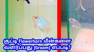 How to groom flowerhorn babies@smaquagarden