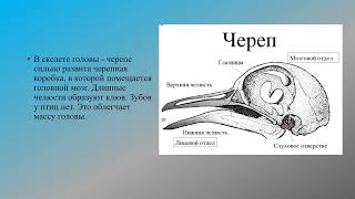 Особенности скелета птиц биология 8 кл