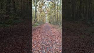 #Waldspaziergang zur #Entspannung #recovery in der #Natur