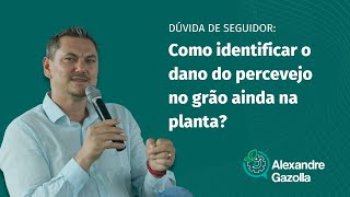 Alexandre Gazolla | Dano por percevejo, como identificar ainda na planta?