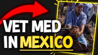 Veterinary Medicine In Mexico w/ Dr. Isabel Guzman | The Veterinary Roundtable - EP78