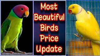 Exotic Parrots 2023 | Beautiful Birds 2023 | Birds Business In Pakistan 2023 | EP 31