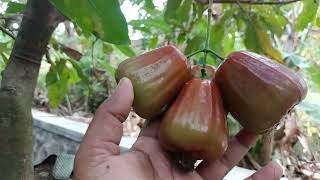 Cara jitu membuahkan tambulampot jambu air‼️#petanimuda #fruit #tambulampot #viral #jambuair.