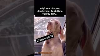 Kdo si jde pustit film? 😁📽️ #vtip #funny #humor #zabava #funnymemes #fun #comedy #dog #funnydogs