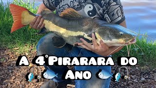 Meu sonho era pega 1 Pirarara 🐟🎣 Nesse vídeo eu peguei 3 🫡 A 4 do ano já #pirarara #pescaesportiva