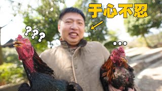 [ENG SUB] 斗鸡比赛：胜者为王，败者为辣子鸡！ 【食贫道】