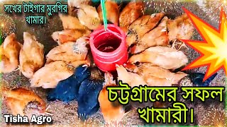 চট্টগ্রামের নতুন সফল খামারি 💥 / ভাইয়ের টাইগার মুরগির ওজন দেখে আমি অবাক / শখের টাইগার মুরগি পালন।