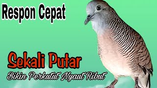 PANCINGAN PERKUTUT LOKAL // CEPAT DI RESPON LAWAN SEKALI PUTAR BIKIN SEMUA PERKUTUT LANGSUNG RIBUT