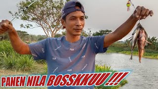 FULLL JACKPOT!!NURUTIN MANCING DI SINI GAK MAU PULANG