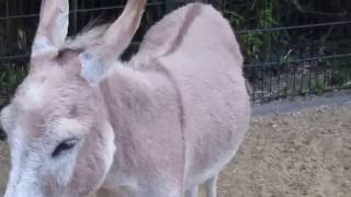 Equus, Berlin Zoological Garden (Berliner Zoo)