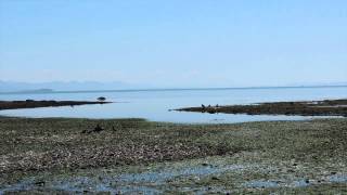 Ken Forde Boat Launch eagles