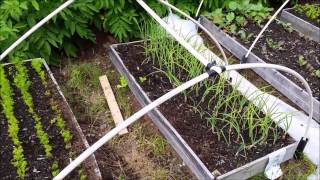 Vegetable Garden Update Week 9