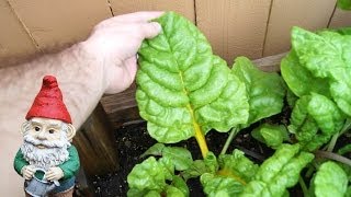 When and How to Harvest Chard (Rainbow and Swiss)