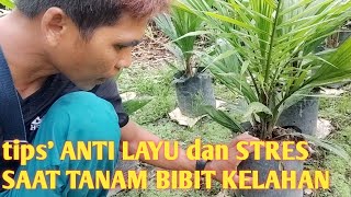 Bibit sawit anti layu dan stress