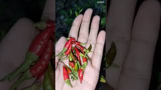 Harvest Chili | Panen Cabai Rawit