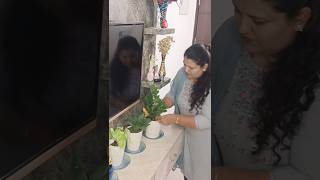 kannada Mini Vlog #15 | indoor plant | sugar cane juice #ytshorts #shortfeed #shorts #bengaluru