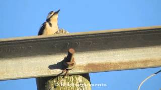 Great Spotted Woodpecker