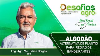 Algodão, alternativa de plantio para região de Bandeirantes