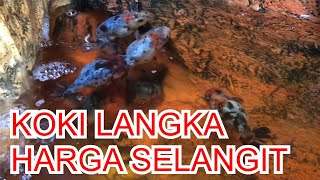 KOKI LANGKA PELIHARAAN SULTAN ( TIPS PERAWATAN IKAN BARU)