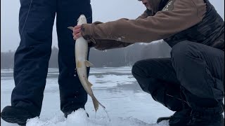 Are there trout at the end of the rainbow?