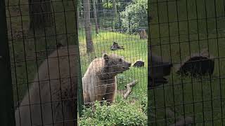 Tina przyszła zobaczyć niedźwiedzia. Poznań. Nowe Zoo 🐻🐾🕸🌲❤️