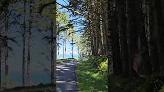 tree covered path