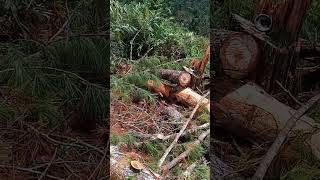 PENEBANGAN KAYU PINUS PERHUTANI JAWA TENGAH INDONESIAN WOOD