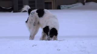 BACA IN SNOW - SLOW MOTION - HD - SONY HX30V & VEGAS 11- michaeljournal.ca