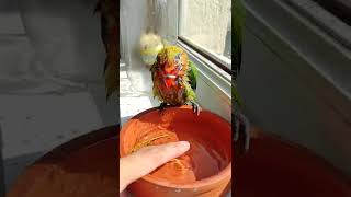 Lovebird Jinak