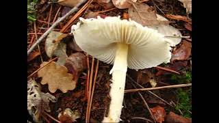 Lepiota clipeolaria. Champimaginatis. English Text.