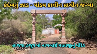 કદંબનું ઝાડ - પાંડવ કાલીન પ્રાચીન જગ્યા : હાજરા હજૂર માં નાગબાઈ માતાજીનું મંદિર