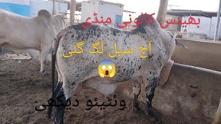 cow mandi today updates/Bhains colony cow mandi rates @mandivlogswithejaz