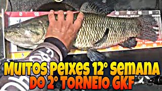 Tucunaré, Traíra, Robalo, Garoupa, 12° Semana do 2° Torneio GKF, FROG HUNTER