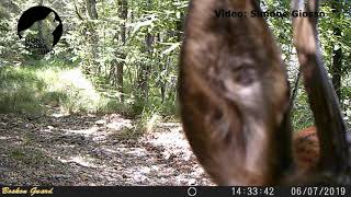 Resistenza selvaggia sull'appennino ligure.