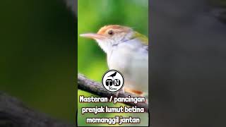 Masteran / pancingan prenjak lumut betina memanggil jantan