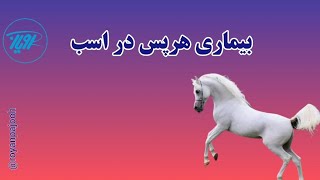 بیماری هرپس در اسب