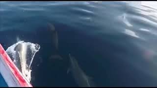 Arkhipelagos - Dolphin Encounter in Thousands Island