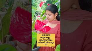 തൊണ്ട് കളയല്ലേ..ആന്തൂറിയം തിങ്ങി നിറയും/poppy vlogs