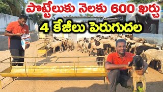 ఏ రోజైనా పొట్టేళ్ల పెంపకం లాభమే pottella farm @MalleshAdla