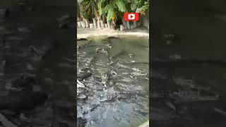 Omg a pond found with lots Alligators Fighting #shorts